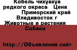 Кобель чихуахуа редкого окраса › Цена ­ 15 000 - Приморский край, Владивосток г. Животные и растения » Собаки   